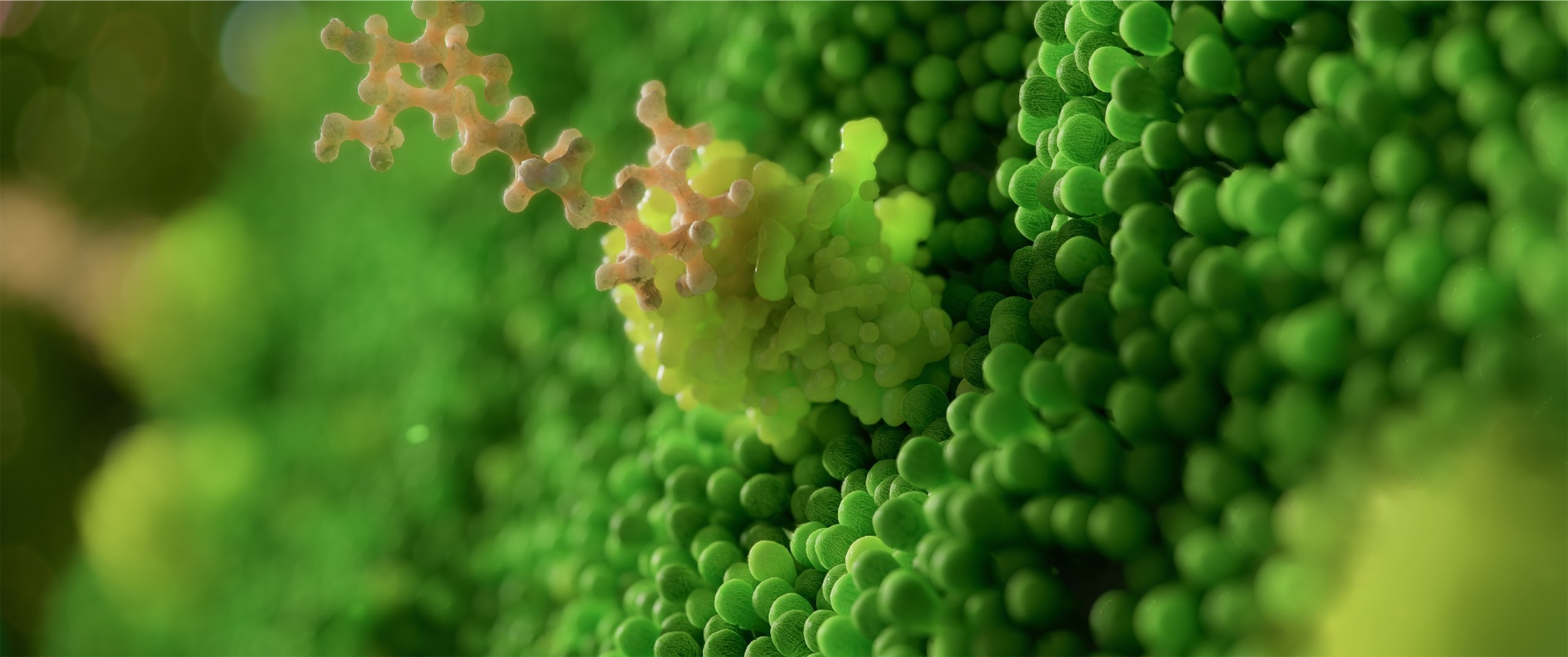 This 3d animation shows a chitosan molecule attaching to plant receptors.jpg